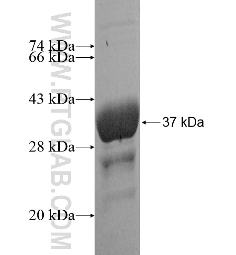 NDUFB2 fusion protein Ag11789 SDS-PAGE