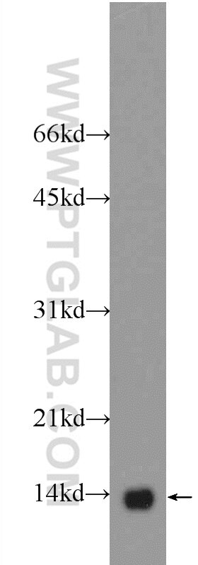 Western Blot (WB) analysis of mouse heart tissue using NDUFB3 Polyclonal antibody (12358-1-AP)