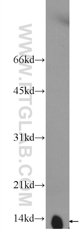 Western Blot (WB) analysis of rat heart tissue using NDUFB3 Polyclonal antibody (12358-1-AP)