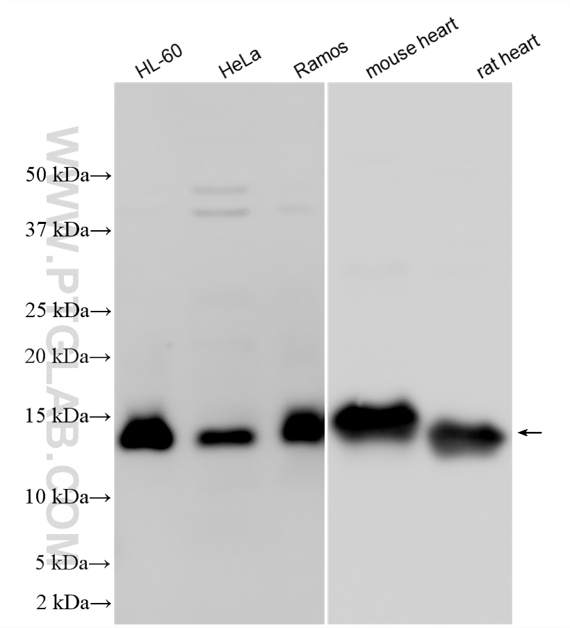 WB analysis using 12358-1-AP Western Blot (WB) analysis of various lysates using NDUFB3 Polyclonal antibody (12358-1-AP)