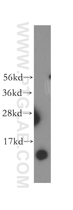 Western Blot (WB) analysis of human heart tissue using NDUFB3 Polyclonal antibody (12358-1-AP)