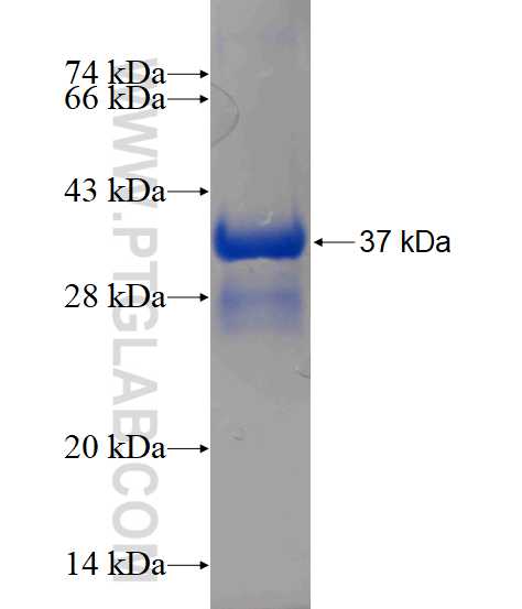 NDUFB3 fusion protein Ag3022 SDS-PAGE