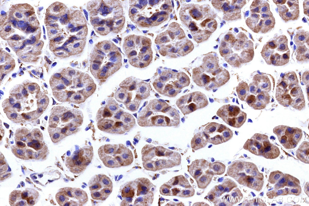 IHC staining of mouse stomach using 27931-1-AP Immunohistochemistry (IHC) staining of mouse stomach tissue using NDUFB4 Polyclonal antibody (27931-1-AP)