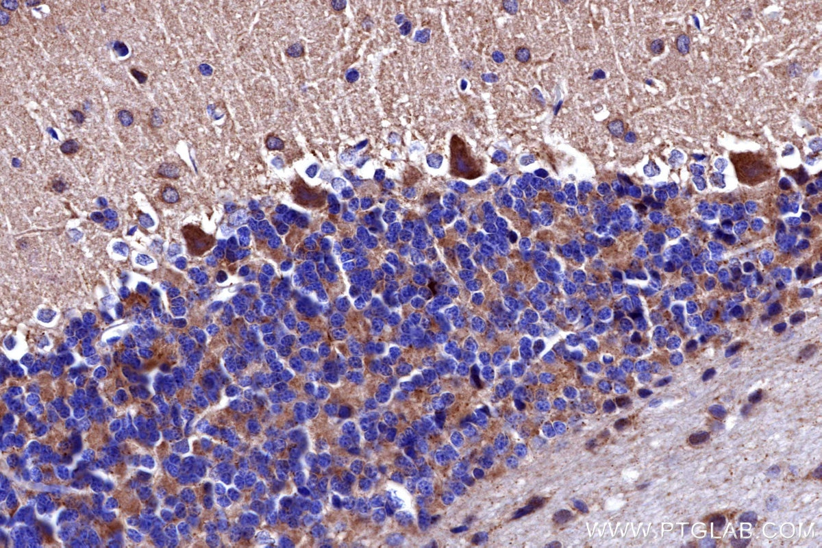 IHC staining of rat cerebellum using 27931-1-AP Immunohistochemistry (IHC) staining of rat cerebellum tissue using NDUFB4 Polyclonal antibody (27931-1-AP)