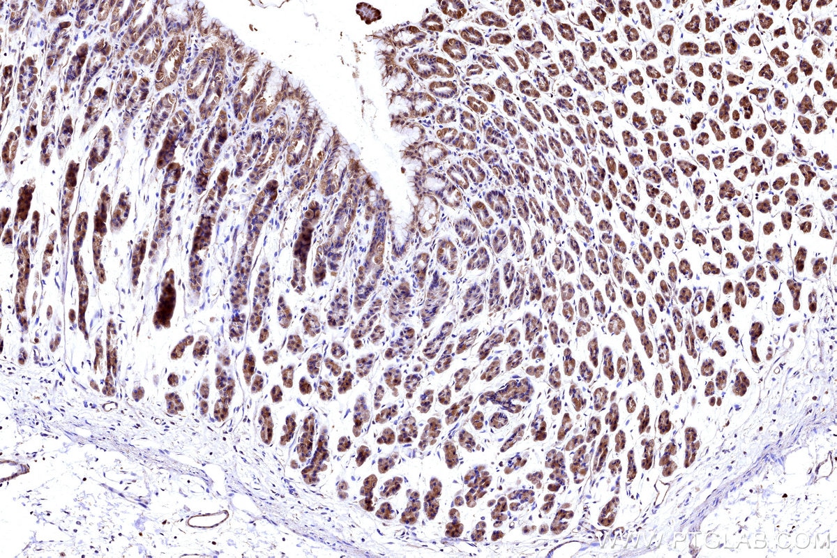 IHC staining of rat stomach using 27931-1-AP Immunohistochemistry (IHC) staining of rat stomach tissue using NDUFB4 Polyclonal antibody (27931-1-AP)