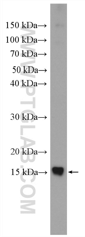 Western Blot (WB) analysis of mouse heart tissue using NDUFB4 Polyclonal antibody (27931-1-AP)