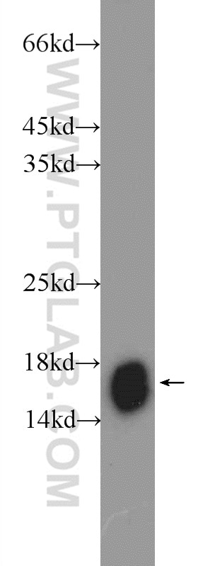 Western Blot (WB) analysis of mouse liver tissue using NDUFB5 Polyclonal antibody (23855-1-AP)