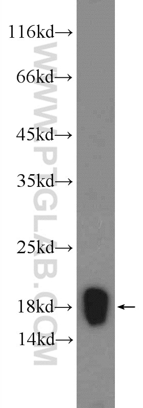 Western Blot (WB) analysis of mouse spleen tissue using NDUFB5 Polyclonal antibody (23855-1-AP)