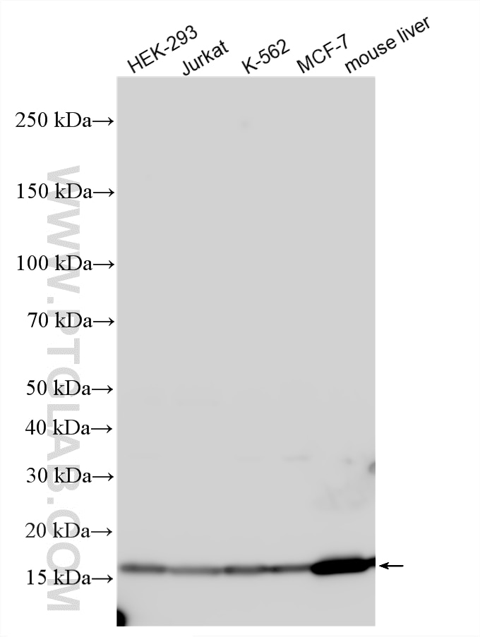 Western Blot (WB) analysis of various lysates using NDUFB5 Polyclonal antibody (23855-1-AP)