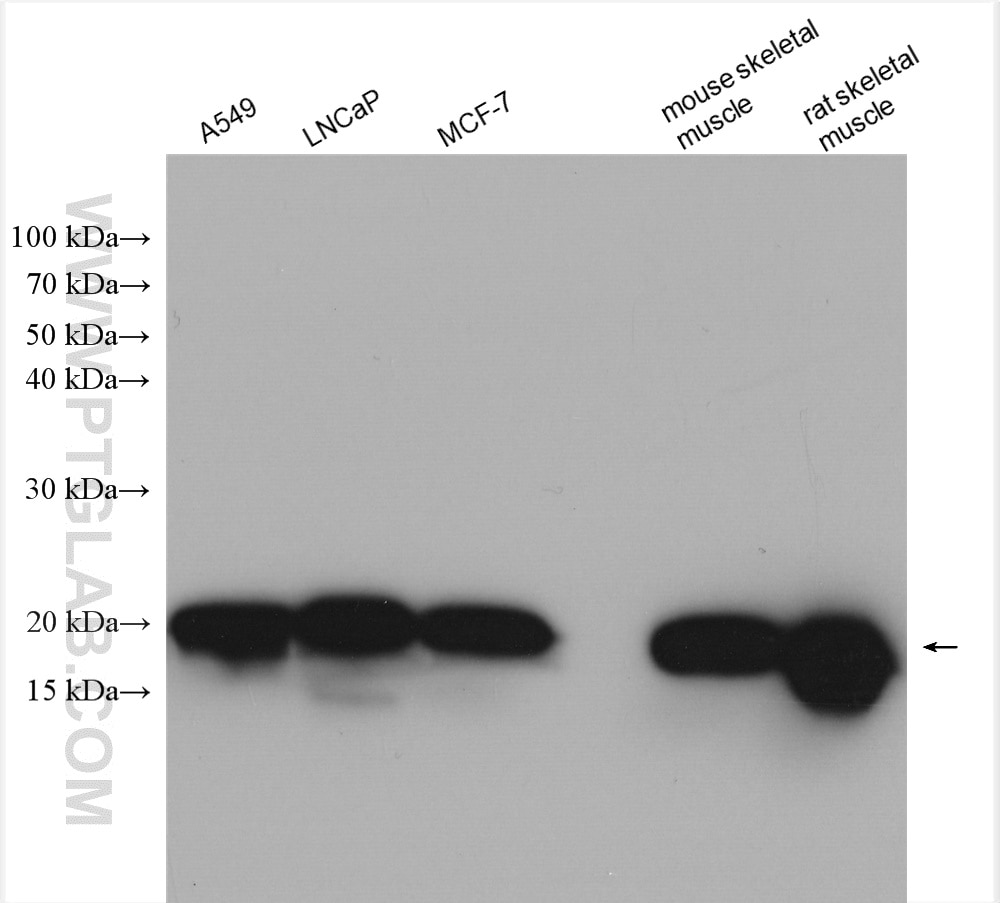 Western Blot (WB) analysis of various lysates using NDUFB6 Polyclonal antibody (16037-1-AP)
