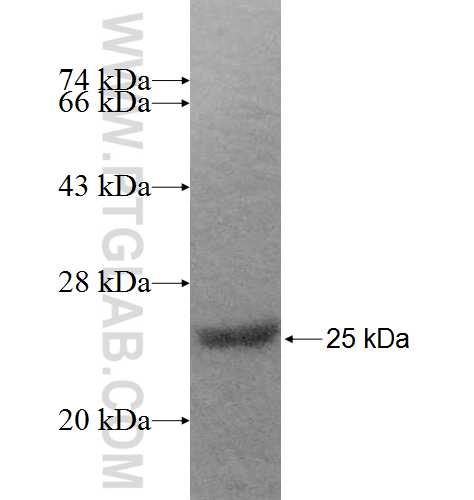 NDUFB6 fusion protein Ag9316 SDS-PAGE