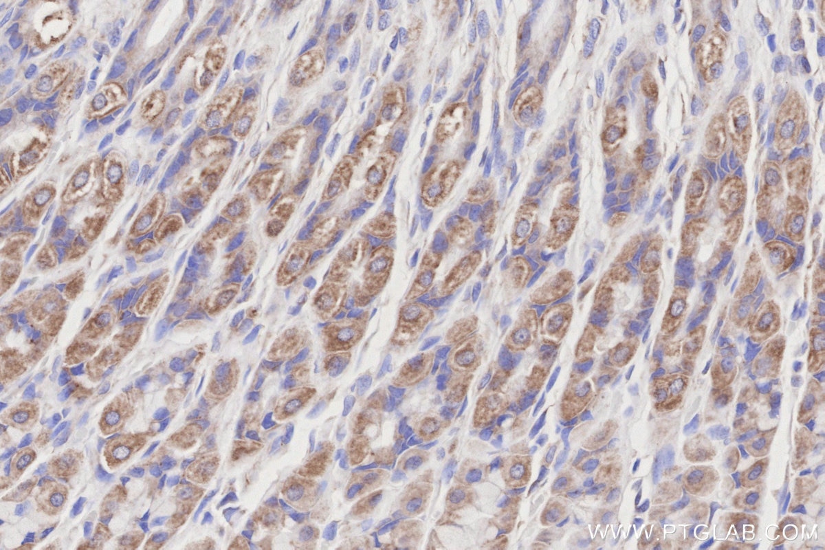 Immunohistochemistry (IHC) staining of rat stomach tissue using NDUFB7 Polyclonal antibody (14912-1-AP)