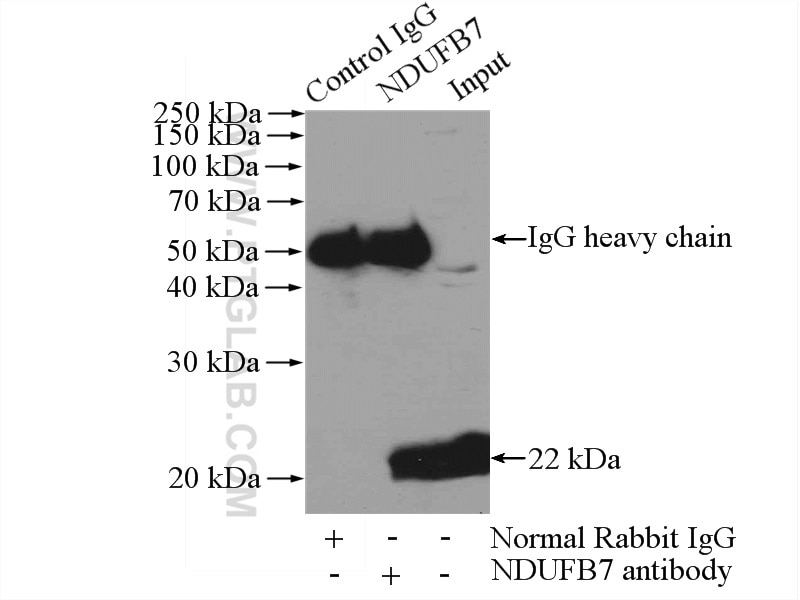 Immunoprecipitation (IP) experiment of mouse brain tissue using NDUFB7 Polyclonal antibody (14912-1-AP)