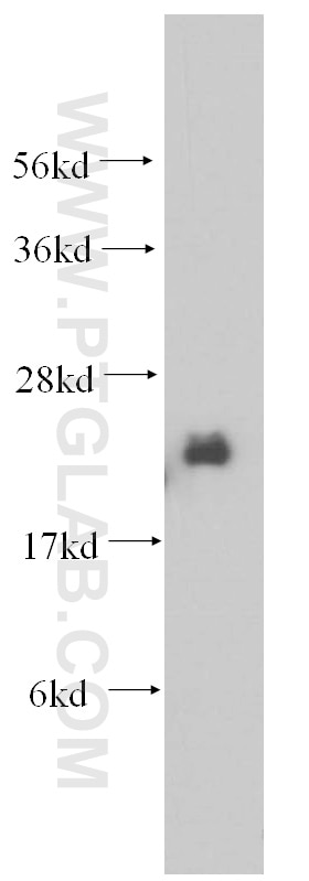 Western Blot (WB) analysis of mouse ovary tissue using NDUFB7 Polyclonal antibody (14912-1-AP)