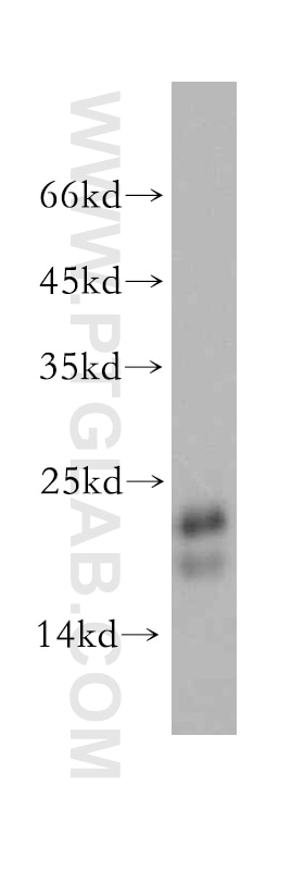Western Blot (WB) analysis of mouse ovary tissue using NDUFB7 Polyclonal antibody (14912-1-AP)