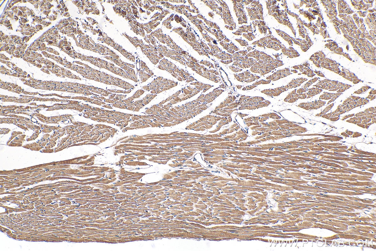 Immunohistochemistry (IHC) staining of mouse heart tissue using NDUFB7 Monoclonal antibody (68362-1-Ig)