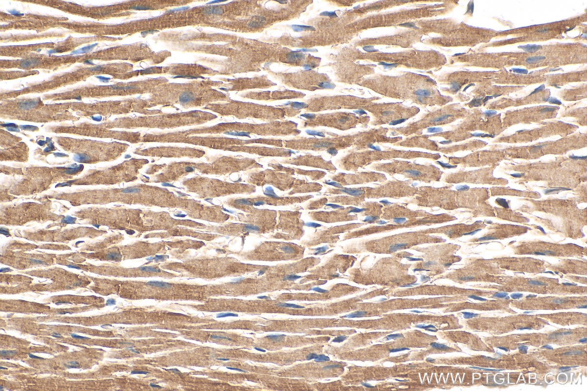 Immunohistochemistry (IHC) staining of mouse heart tissue using NDUFB7 Monoclonal antibody (68362-1-Ig)