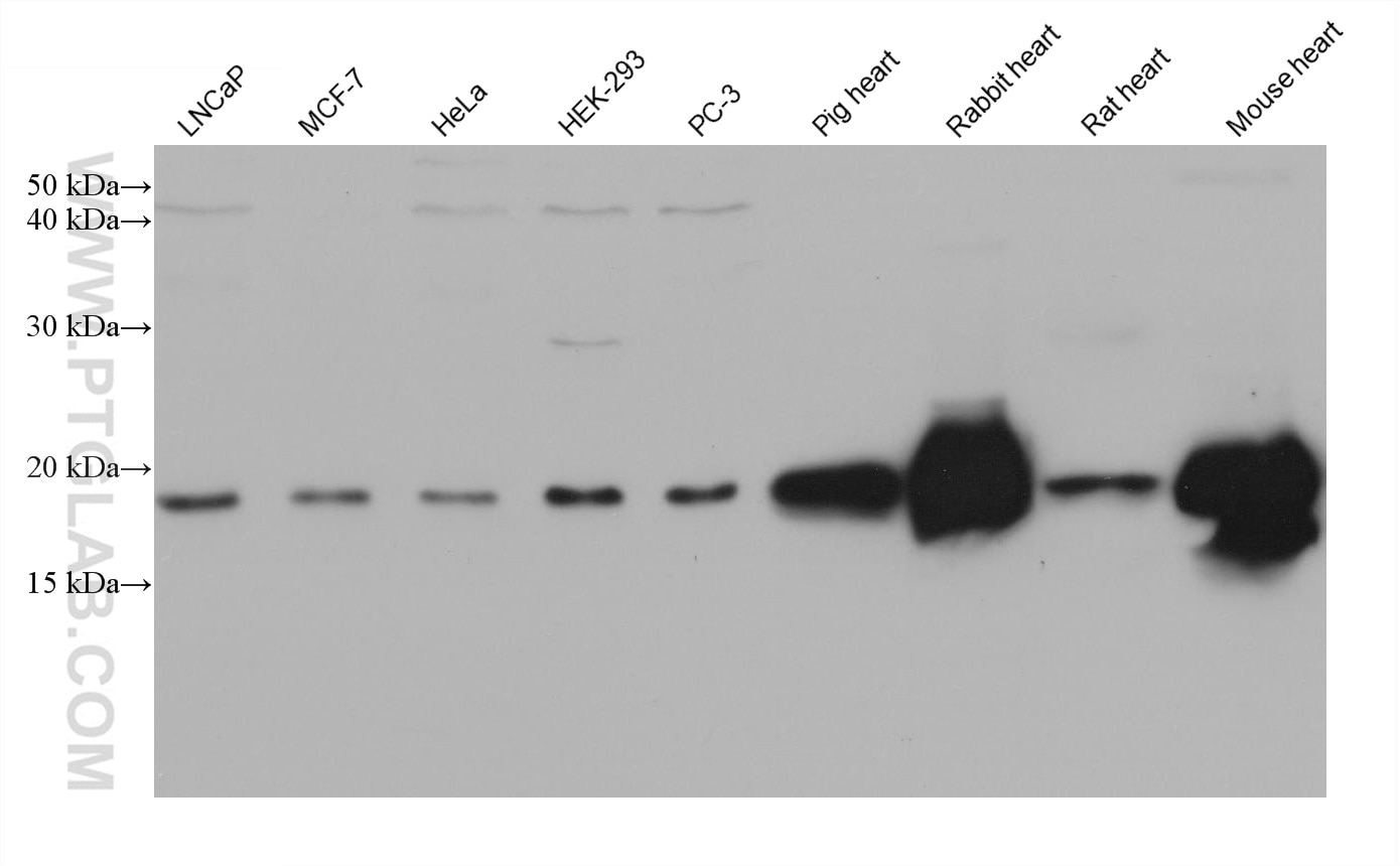 Western Blot (WB) analysis of various lysates using NDUFB7 Monoclonal antibody (68362-1-Ig)