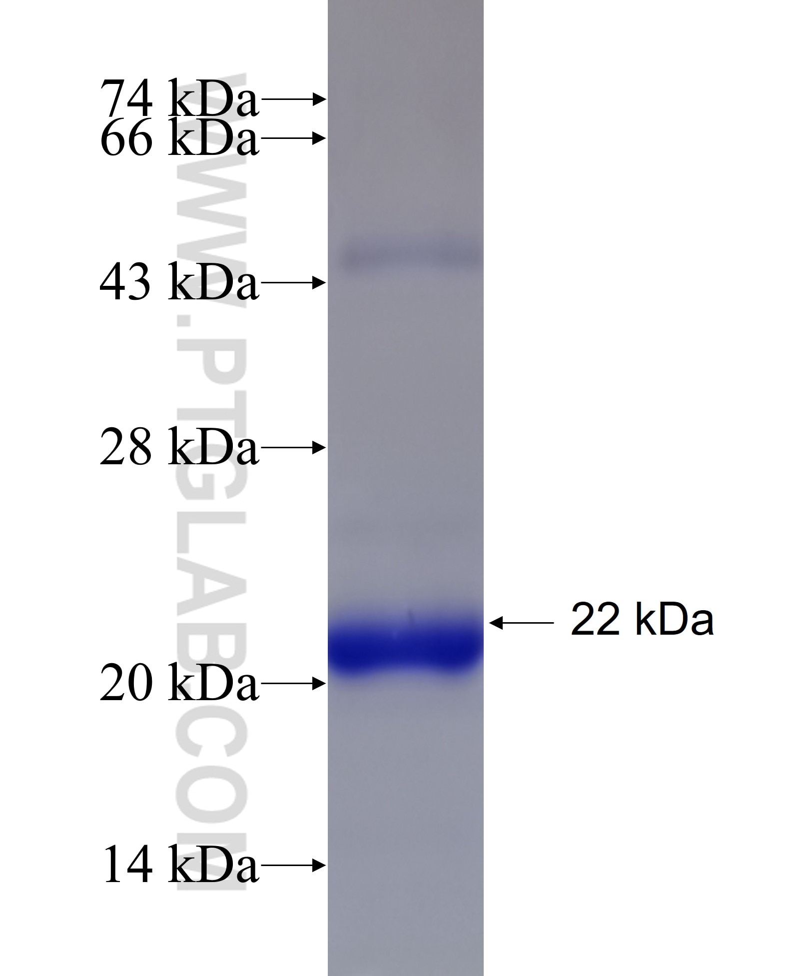 NDUFB7 fusion protein Ag6720 SDS-PAGE