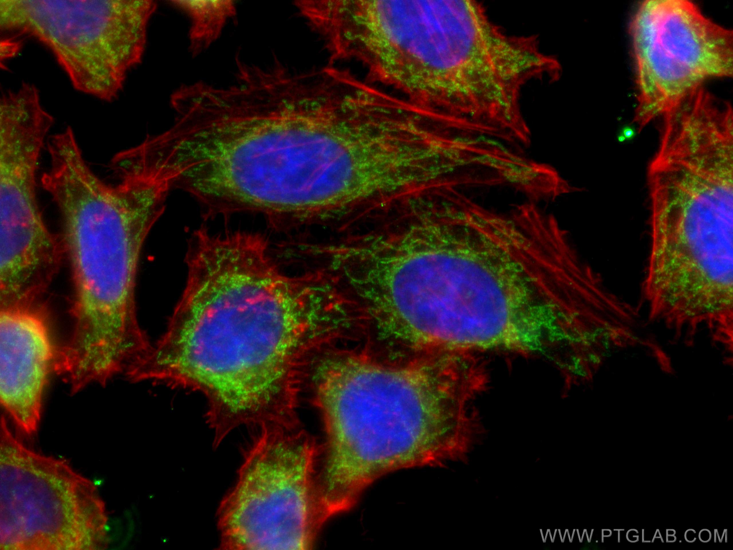 Immunofluorescence (IF) / fluorescent staining of HepG2 cells using NDUFB8 Polyclonal antibody (14794-1-AP)