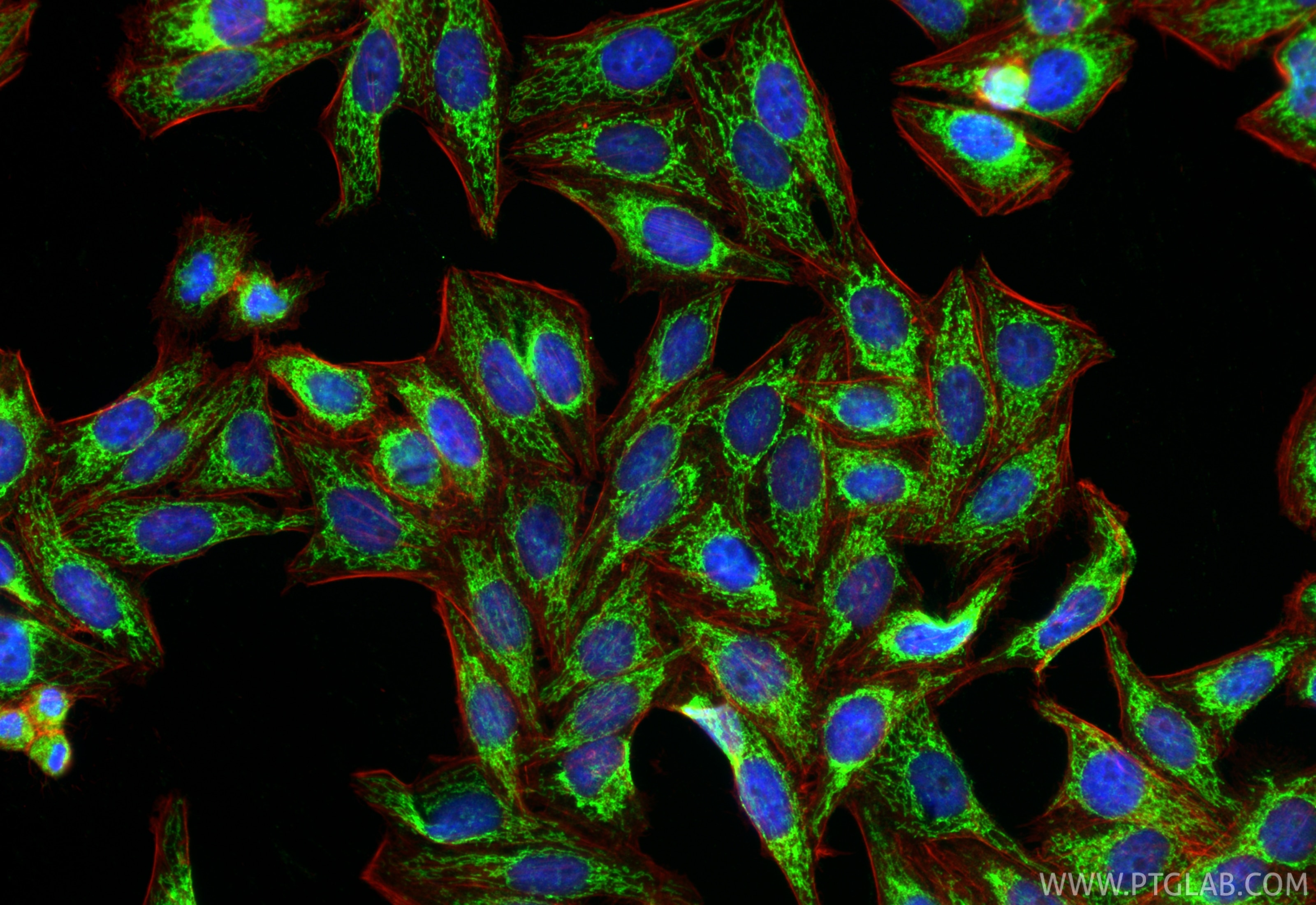 Immunofluorescence (IF) / fluorescent staining of HepG2 cells using NDUFB8 Polyclonal antibody (14794-1-AP)