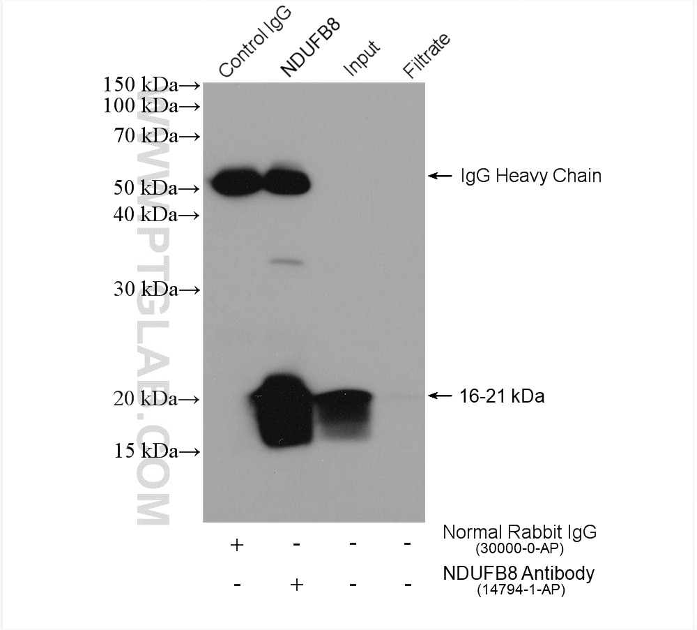 Immunoprecipitation (IP) experiment of HepG2 cells using NDUFB8 Polyclonal antibody (14794-1-AP)