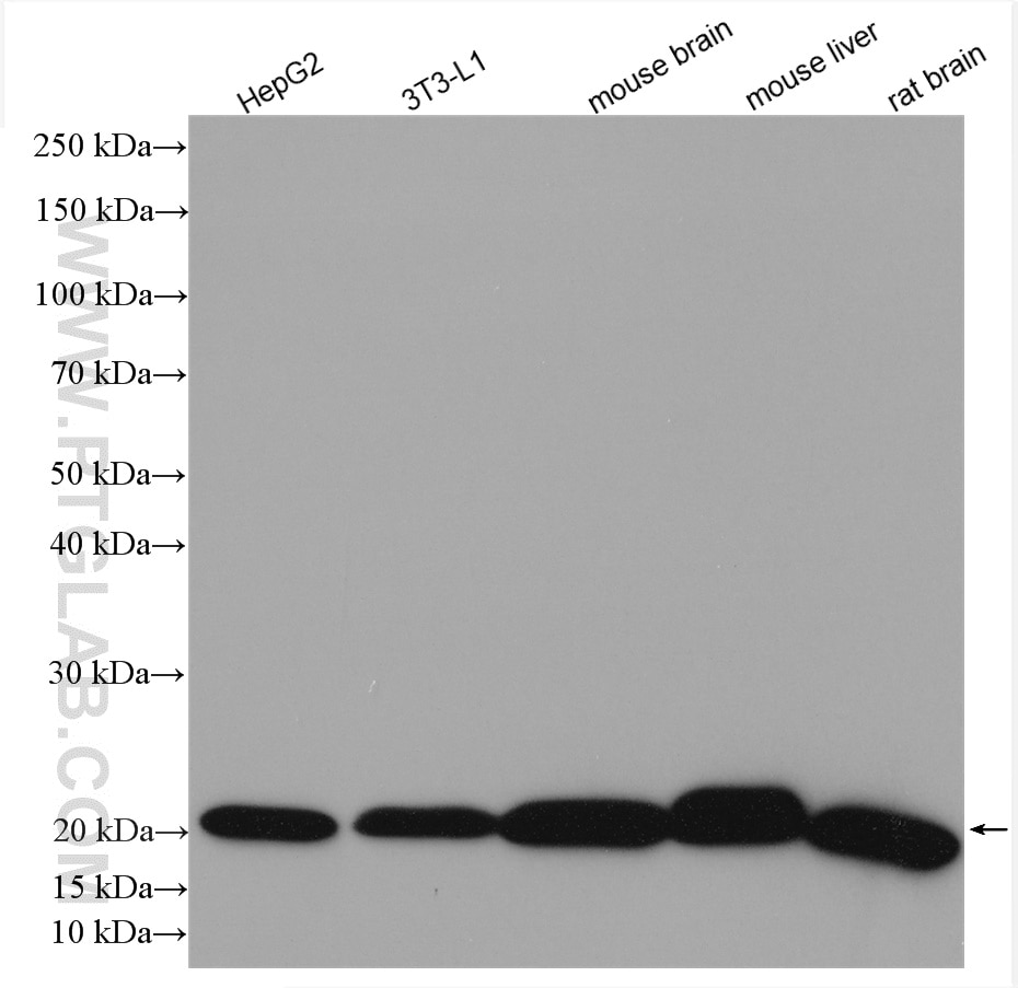 Western Blot (WB) analysis of various lysates using NDUFB8 Polyclonal antibody (14794-1-AP)