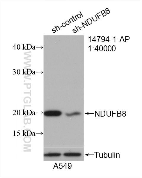 Western Blot (WB) analysis of A549 cells using NDUFB8 Polyclonal antibody (14794-1-AP)