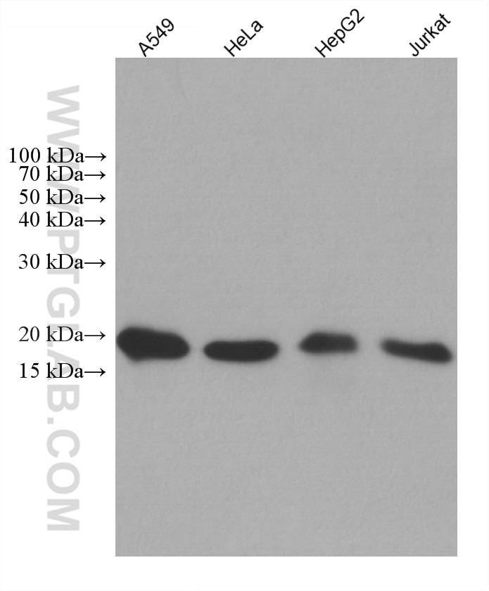 Western Blot (WB) analysis of various lysates using NDUFB8 Monoclonal antibody (67690-1-Ig)