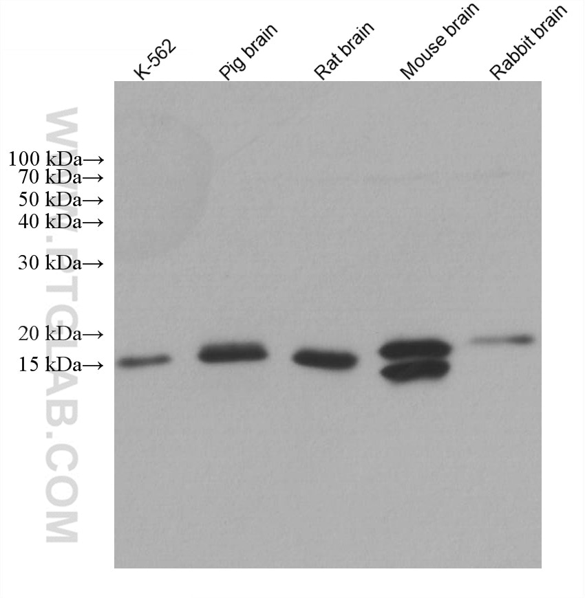 Western Blot (WB) analysis of various lysates using NDUFB8 Monoclonal antibody (67690-1-Ig)