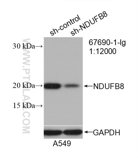 Western Blot (WB) analysis of A549 cells using NDUFB8 Monoclonal antibody (67690-1-Ig)