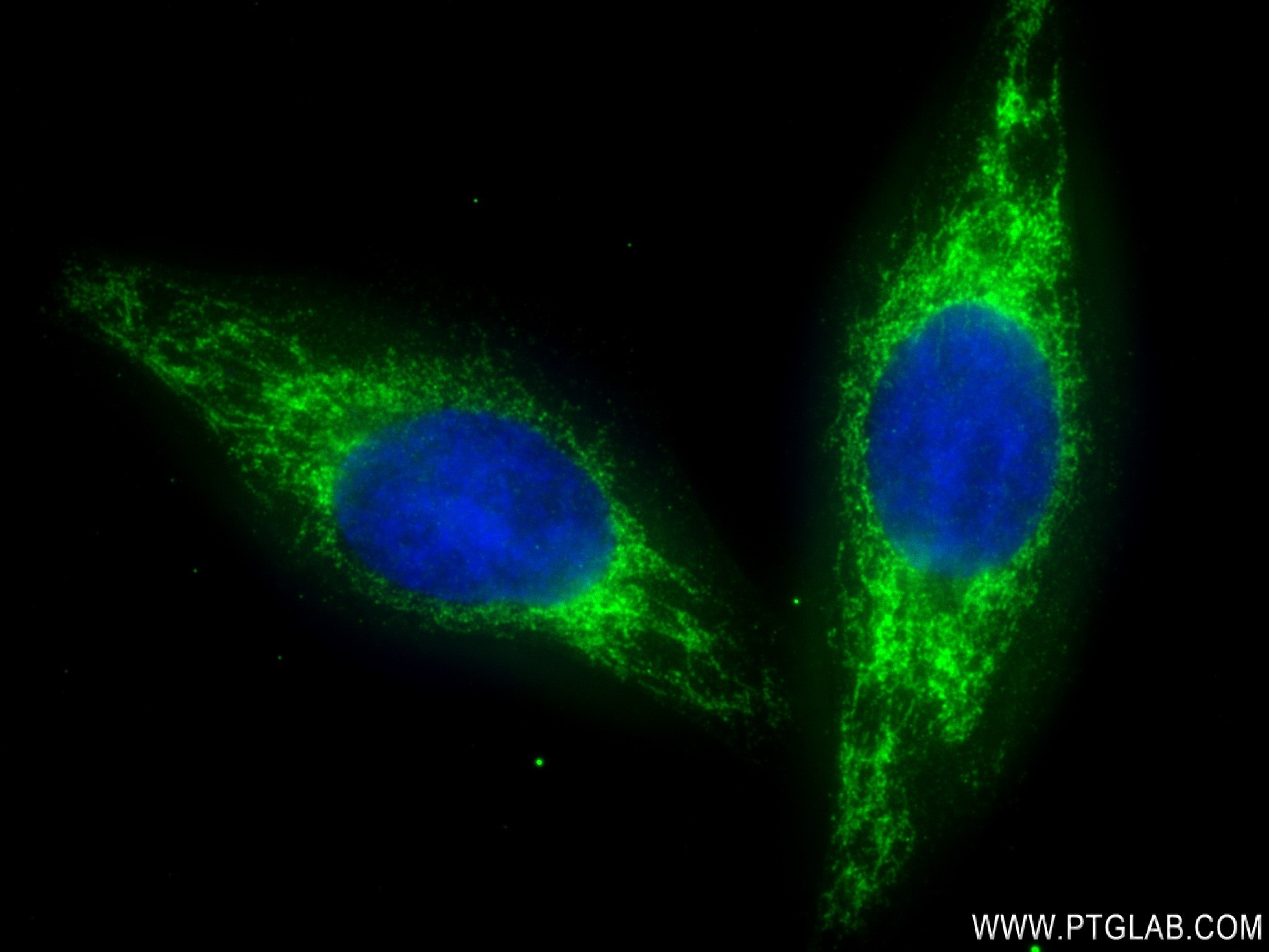 Immunofluorescence (IF) / fluorescent staining of HepG2 cells using NDUFB8 Recombinant antibody (83216-3-RR)