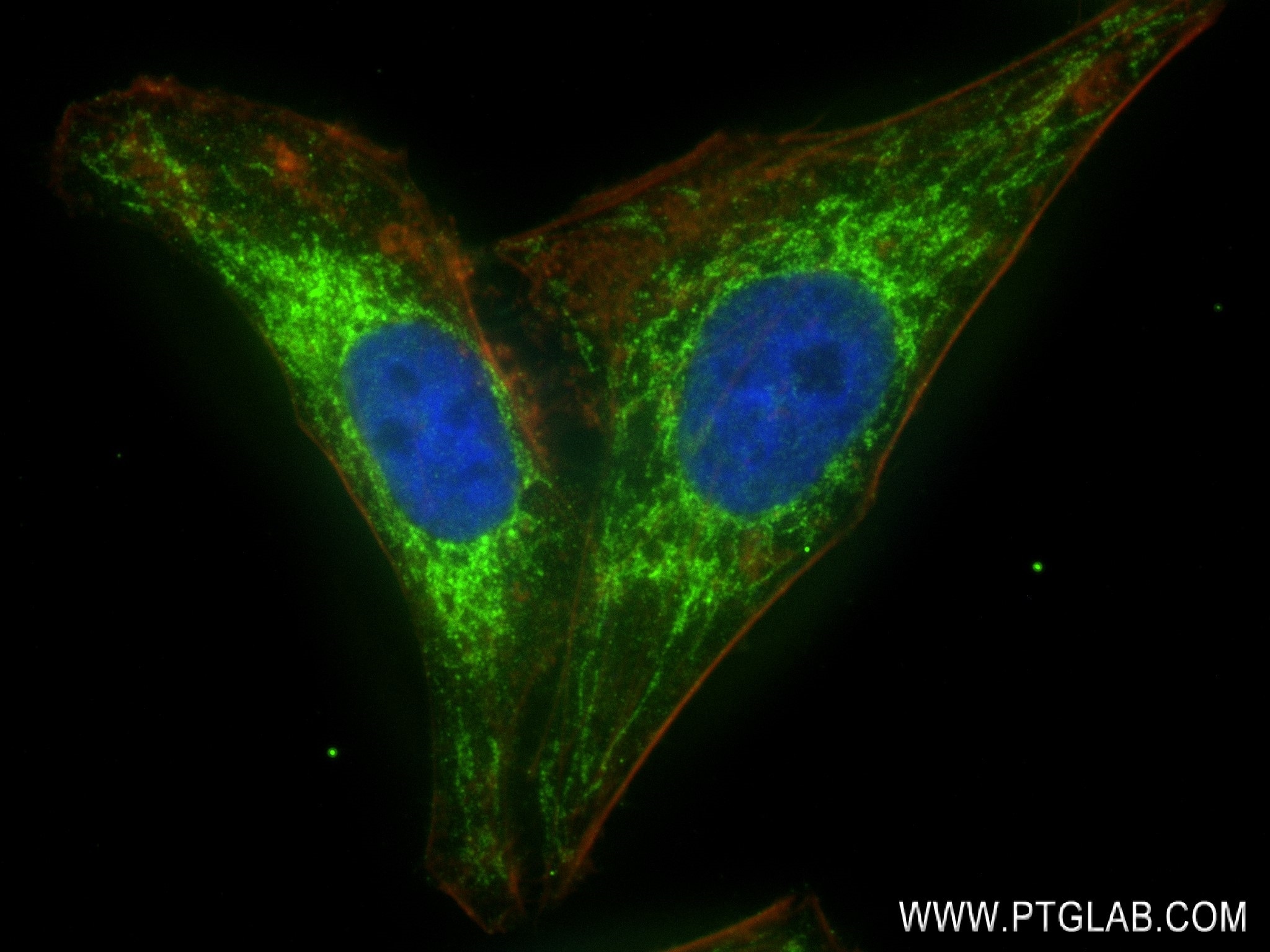 Immunofluorescence (IF) / fluorescent staining of HepG2 cells using NDUFB8 Recombinant antibody (83216-3-RR)