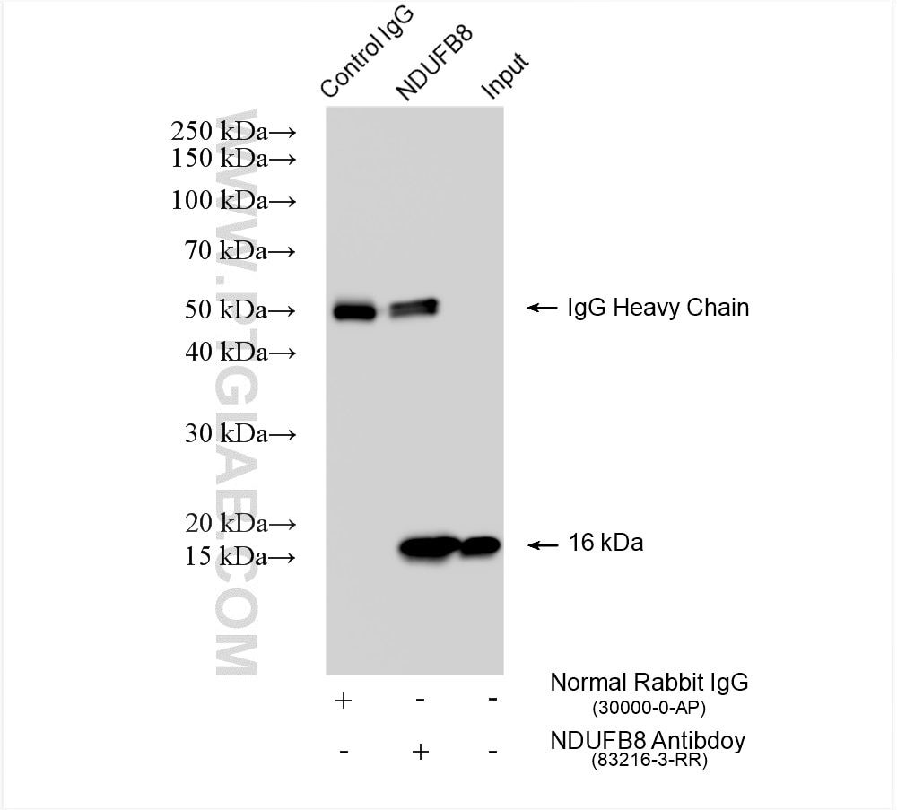 Immunoprecipitation (IP) experiment of HepG2 cells using NDUFB8 Recombinant antibody (83216-3-RR)