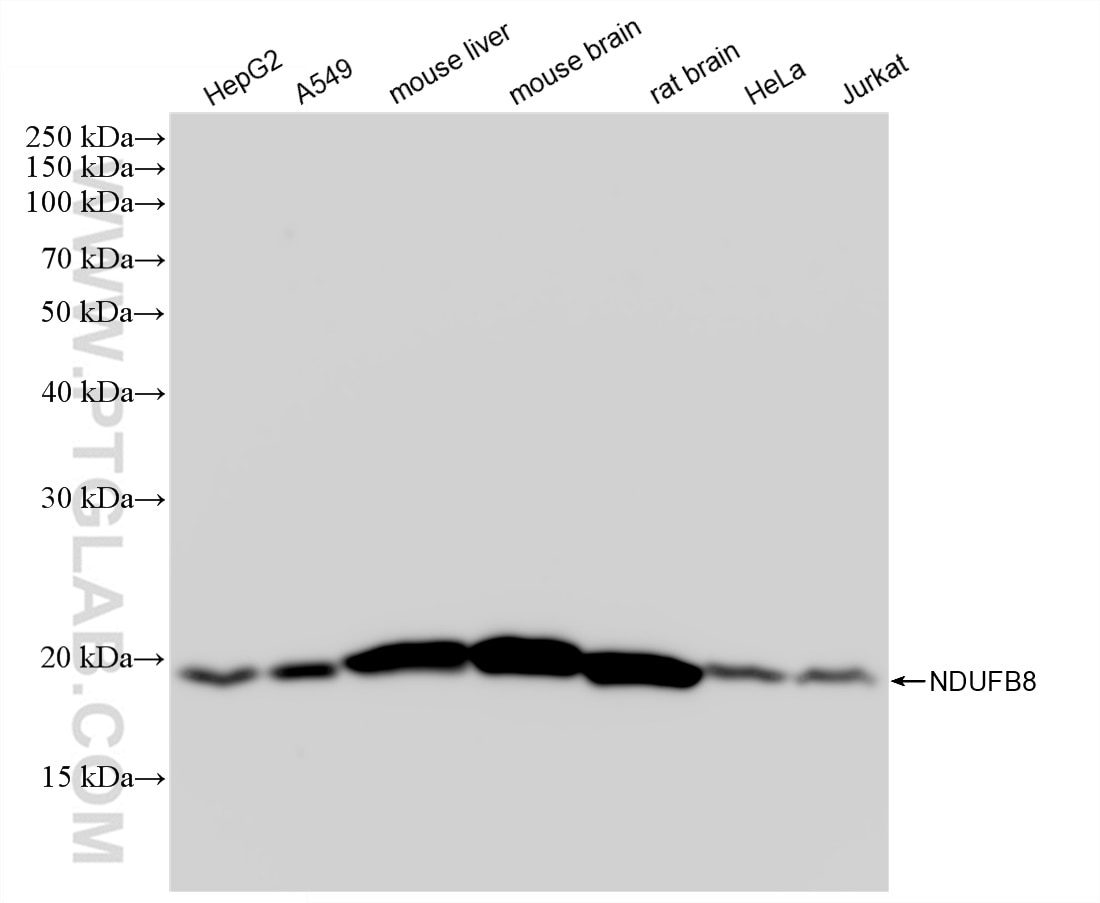 Western Blot (WB) analysis of various lysates using NDUFB8 Recombinant antibody (83216-3-RR)