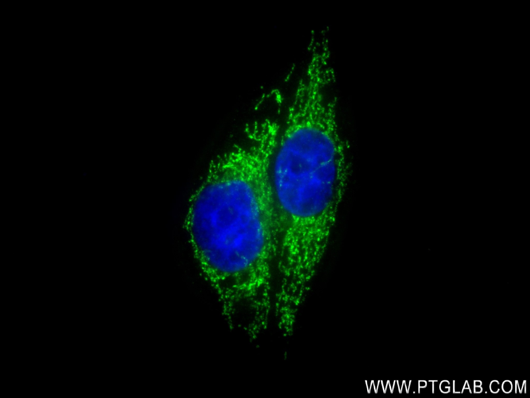 Immunofluorescence (IF) / fluorescent staining of HepG2 cells using NDUFB8 Recombinant antibody (83216-4-RR)