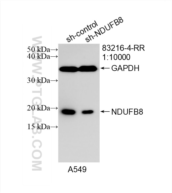 Western Blot (WB) analysis of A549 cells using NDUFB8 Recombinant antibody (83216-4-RR)