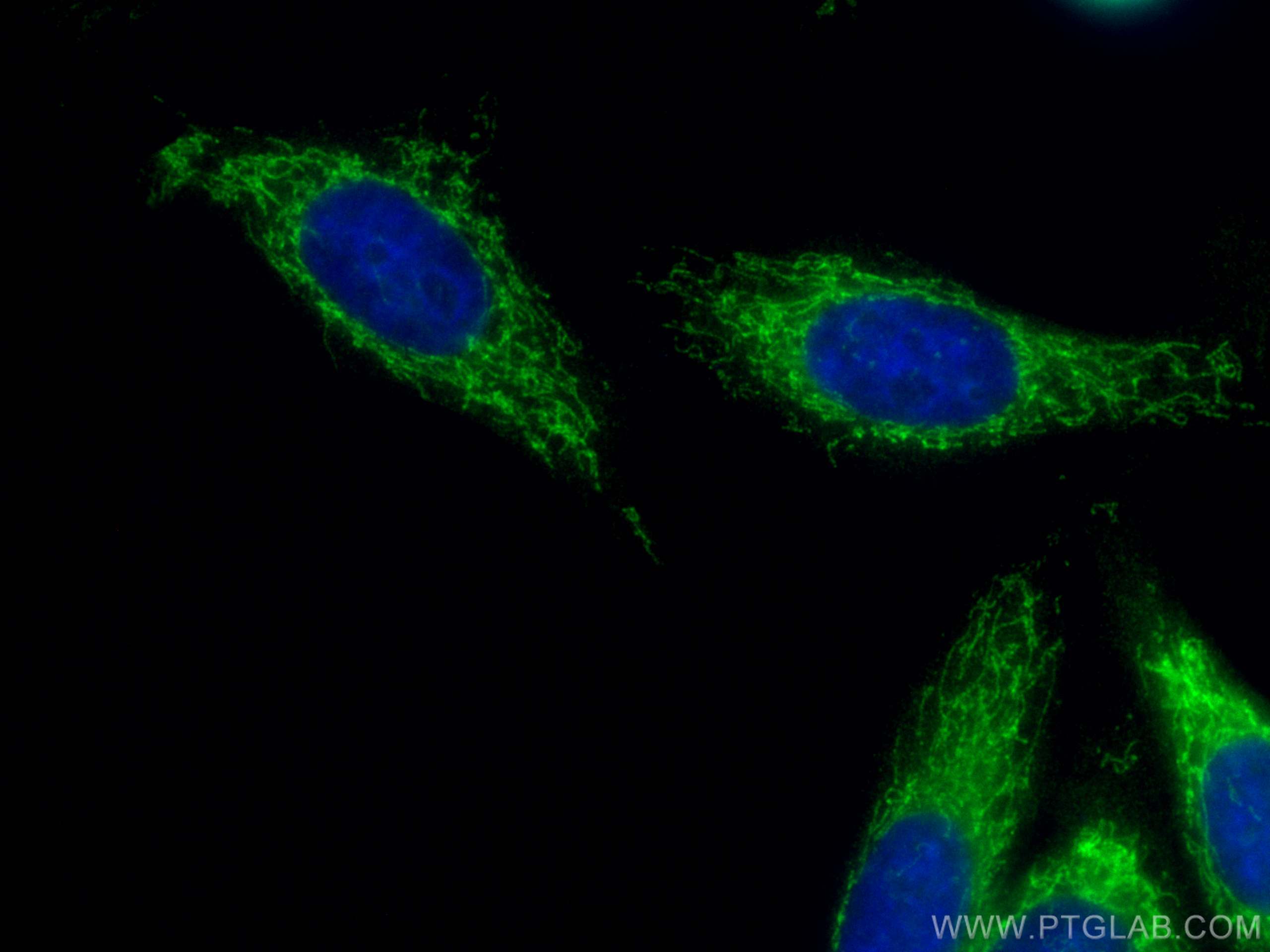 Immunofluorescence (IF) / fluorescent staining of HepG2 cells using CoraLite® Plus 488-conjugated NDUFB8 Polyclonal an (CL488-14794)