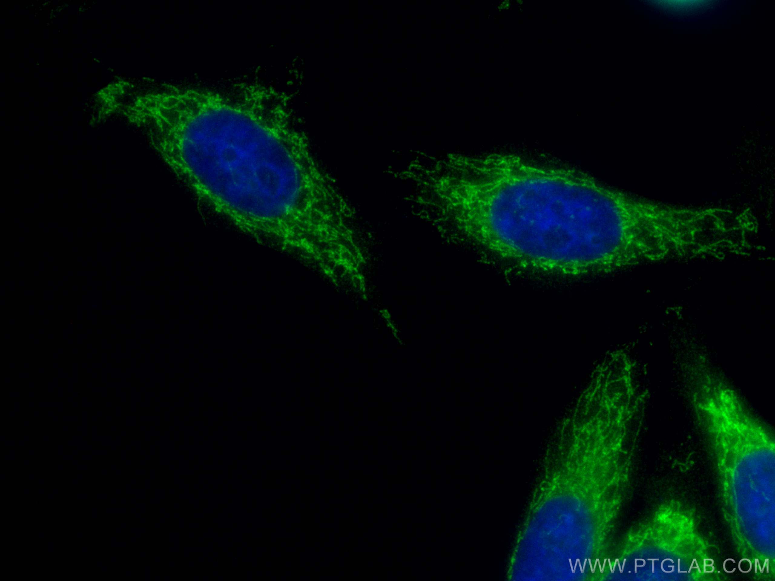 IF Staining of HepG2 using CL488-14794