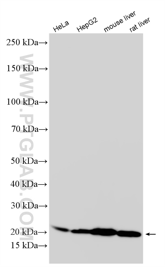 WB analysis using RMX00097 Western Blot (WB) analysis of various lysates using Multi-rAb® NDUFB8 Multi-Recombinant antibody (RMX00097)