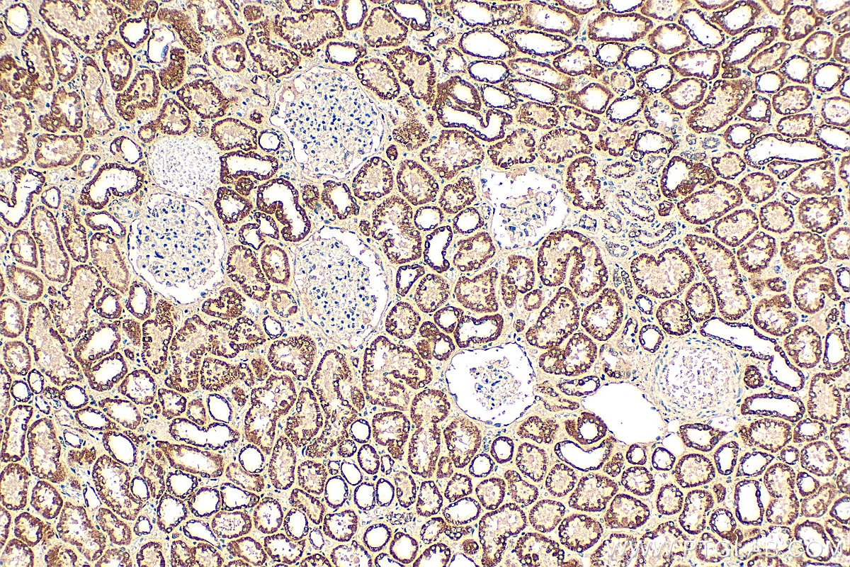 IHC staining of human kidney using 15572-1-AP