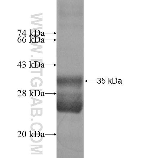 NDUFC1 fusion protein Ag12190 SDS-PAGE