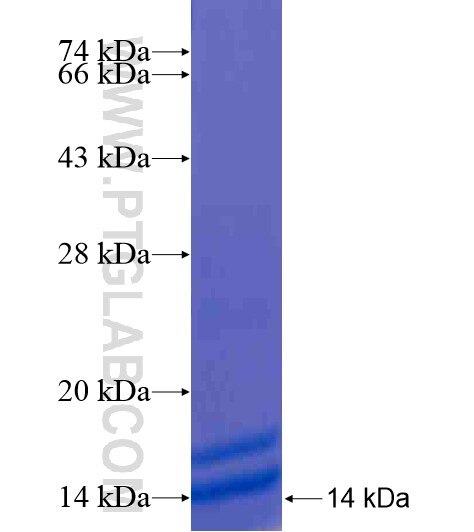 NDUFC1 fusion protein Ag20835 SDS-PAGE