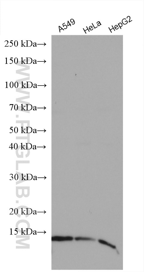 Western Blot (WB) analysis of various lysates using NDUFC2 Polyclonal antibody (15573-1-AP)
