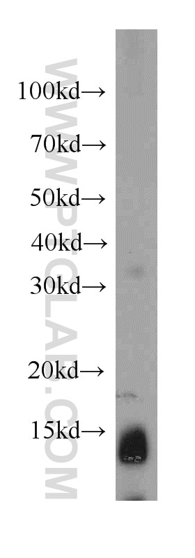 Western Blot (WB) analysis of human kidney tissue using NDUFC2 Polyclonal antibody (15573-1-AP)