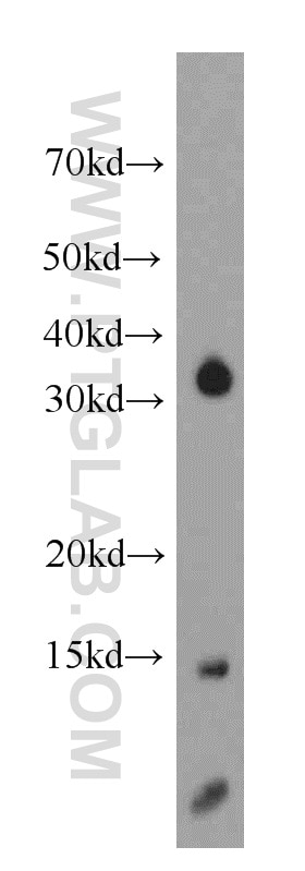 Western Blot (WB) analysis of mouse brain tissue using NDUFC2 Polyclonal antibody (15573-1-AP)