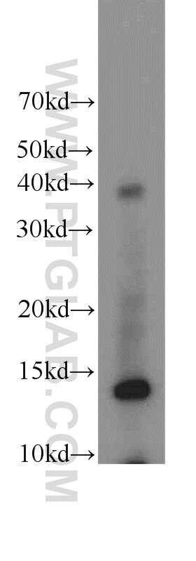 Western Blot (WB) analysis of A549 cells using NDUFC2 Polyclonal antibody (15573-1-AP)