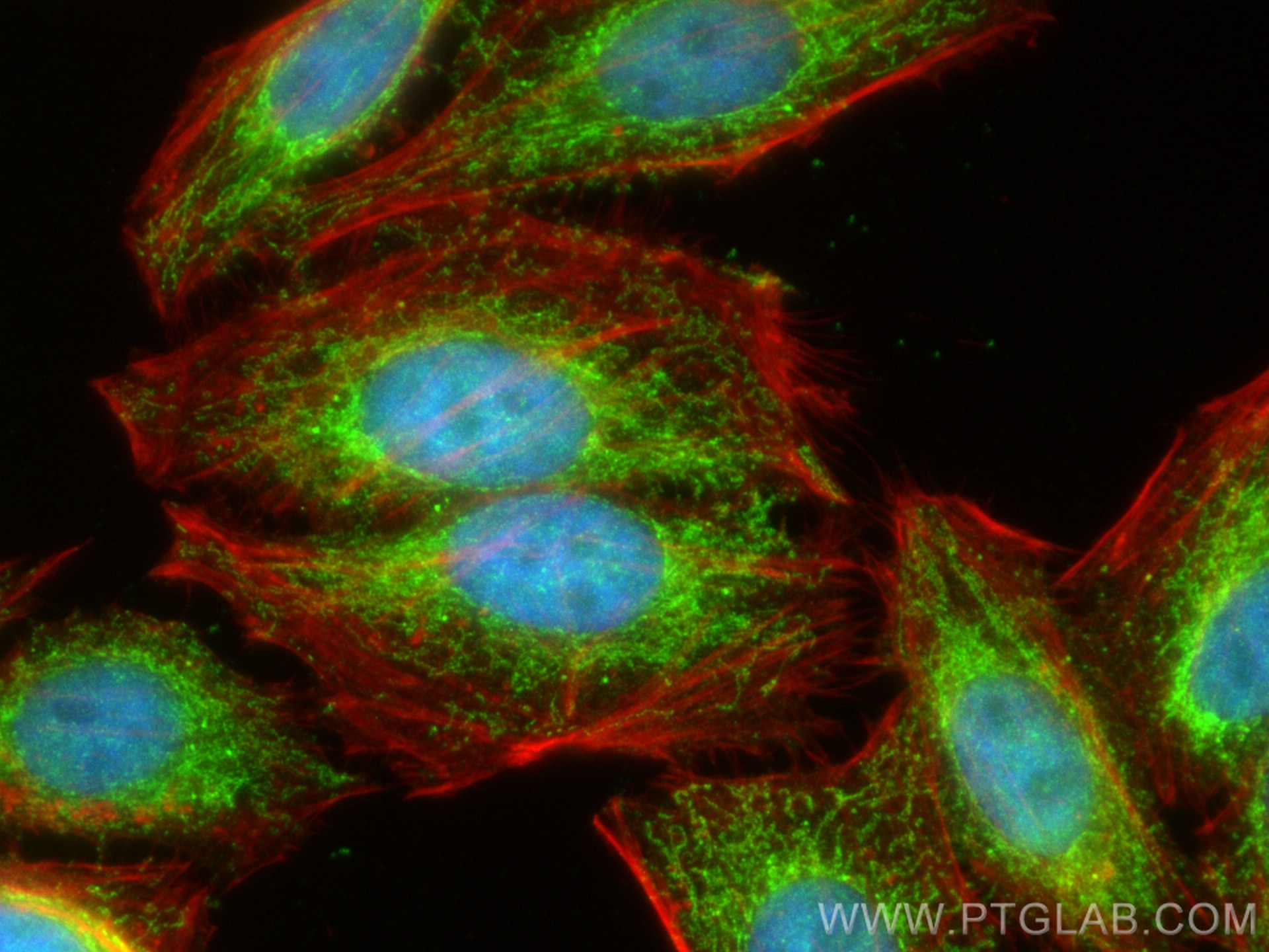 Immunofluorescence (IF) / fluorescent staining of HepG2 cells using NDUFS1 Polyclonal antibody (12444-1-AP)