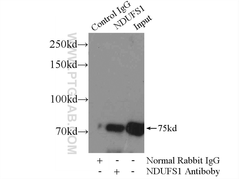 IP experiment of mouse lung using 12444-1-AP