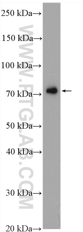 WB analysis of HEK-293 using 12444-1-AP